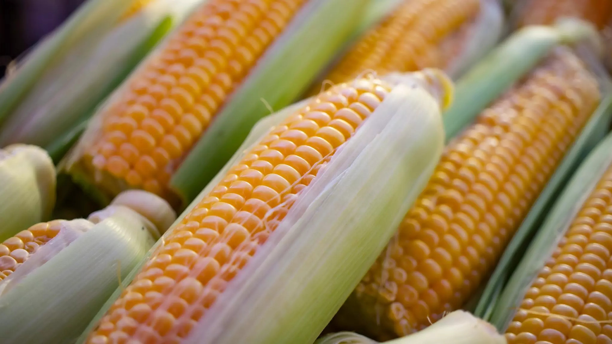 Corn